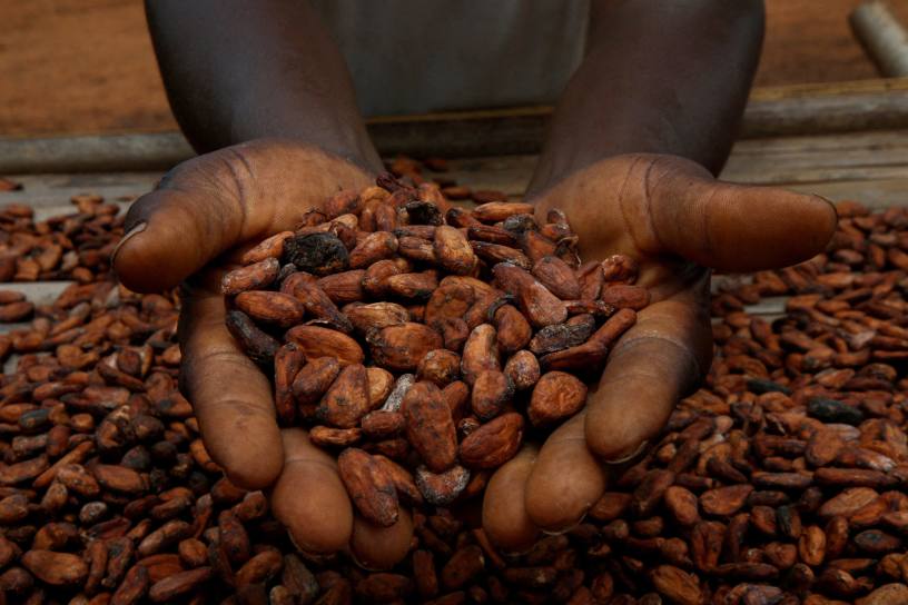 It is not clear when or if the cocoa market will ever return to normality. Image: Reuters/Luc Gnago